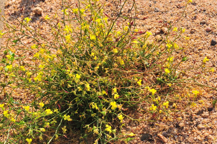 Valledoria fiore giallo - Bunias erucago